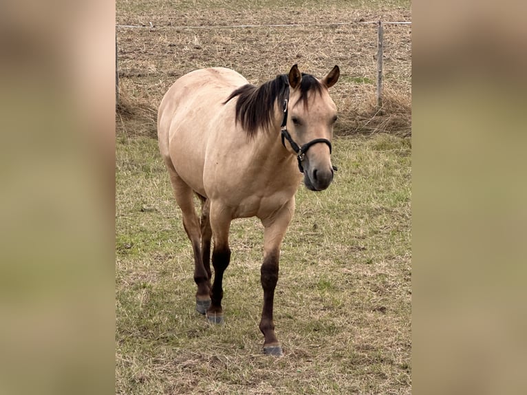 American Quarter Horse Stallion 1 year 14.3 hh Buckskin in Meckenheim