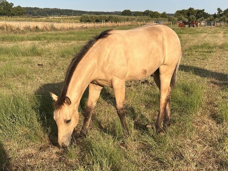 American Quarter Horse Stallion 1 year 14.3 hh Buckskin in Meckenheim