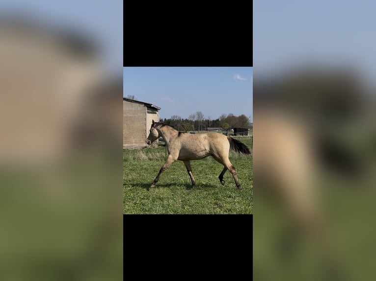 American Quarter Horse Stallion 1 year 14.3 hh Buckskin in Meckenheim