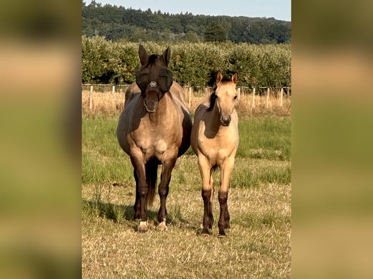 American Quarter Horse Stallion 1 year 14.3 hh Buckskin in Meckenheim