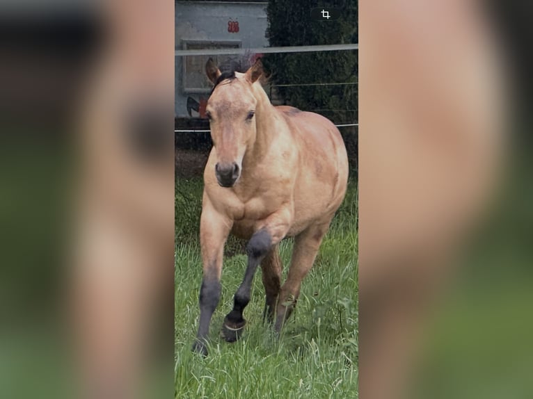 American Quarter Horse Stallion 1 year 14.3 hh Buckskin in Meckenheim