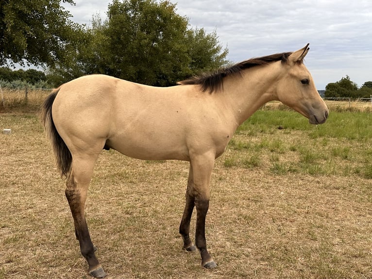 American Quarter Horse Stallion 1 year 14.3 hh Buckskin in Meckenheim