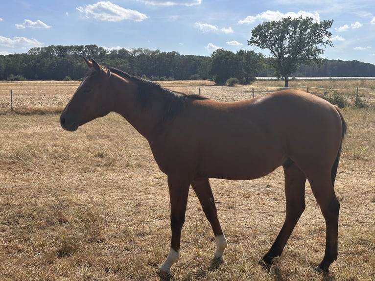 American Quarter Horse Stallion 1 year 14.3 hh Buckskin in Meckenheim