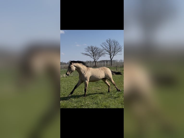 American Quarter Horse Stallion 1 year 14.3 hh Buckskin in Meckenheim