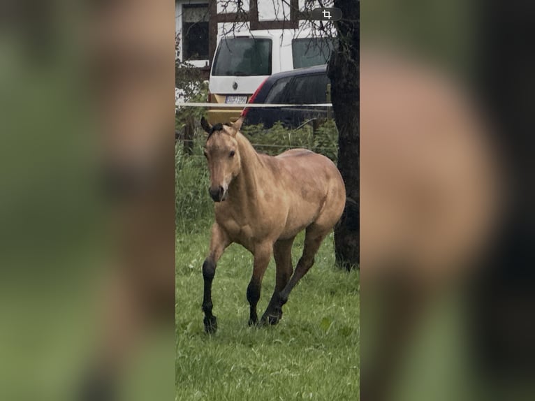 American Quarter Horse Stallion 1 year 14.3 hh Buckskin in Meckenheim