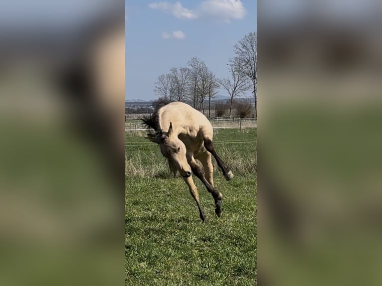 American Quarter Horse Stallion 1 year 14.3 hh Buckskin in Meckenheim