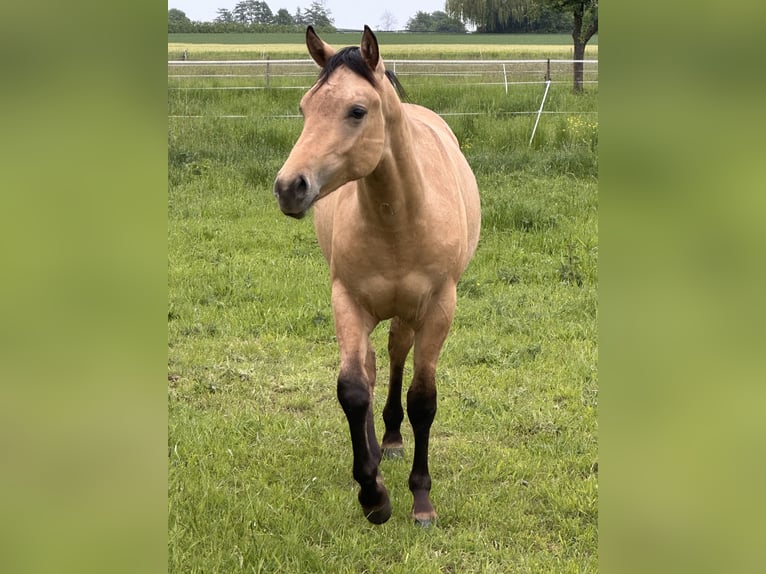 American Quarter Horse Stallion 1 year 14.3 hh Buckskin in Meckenheim
