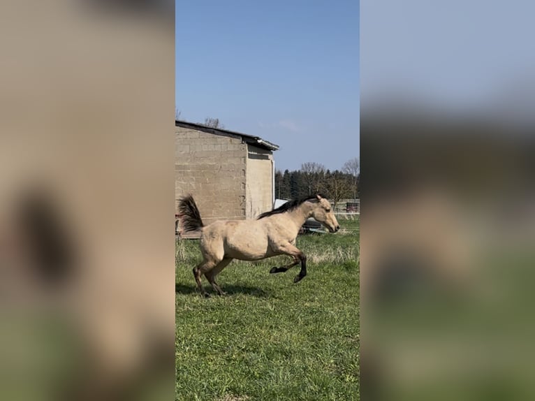 American Quarter Horse Stallion 1 year 14.3 hh Buckskin in Meckenheim