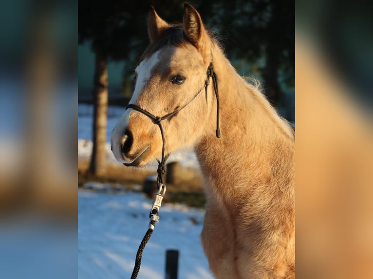 American Quarter Horse Stallion 1 year 14,3 hh Buckskin in Ptuj