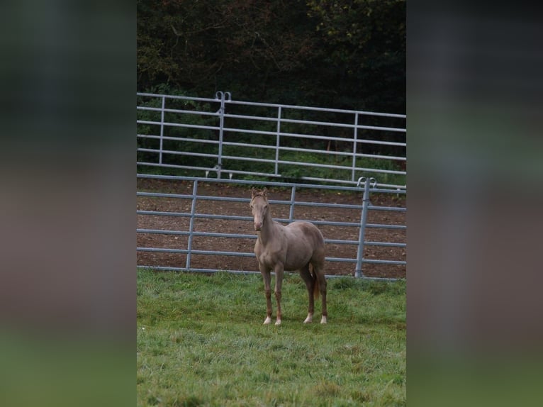 American Quarter Horse Stallion 1 year 14,3 hh Champagne in Weinähr