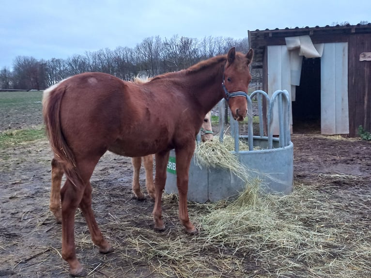 American Quarter Horse Stallion 1 year 14,3 hh Chestnut-Red in Harth-Pöllnitz