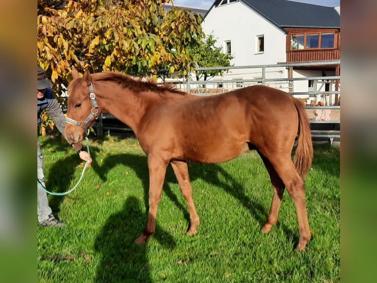 American Quarter Horse Stallion 1 year 14,3 hh Chestnut-Red in Harth-Pöllnitz