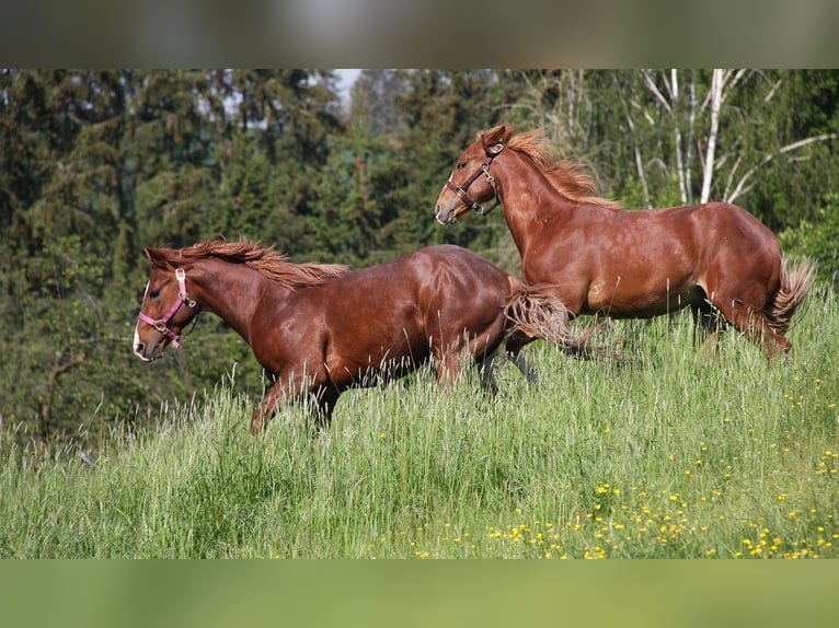 American Quarter Horse Stallion 1 year 14,3 hh Chestnut-Red in Langenbach