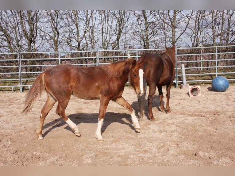 American Quarter Horse Stallion 1 year 14,3 hh Chestnut-Red in Langenbach