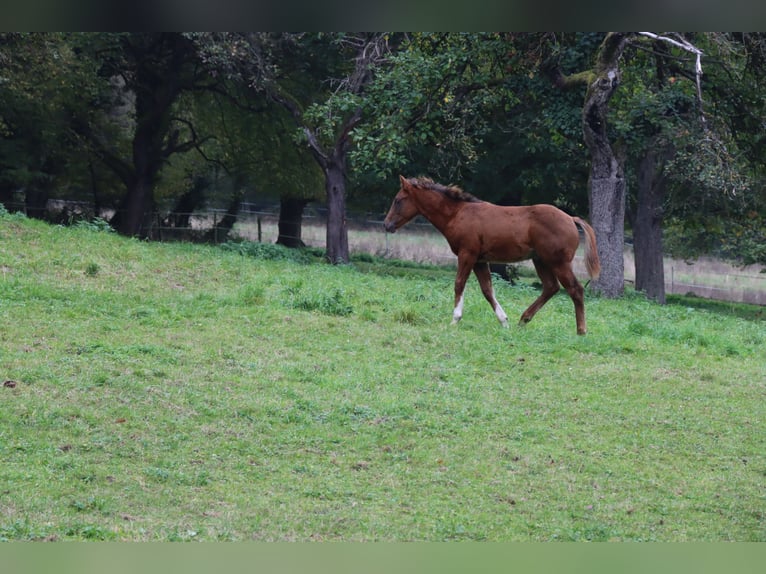 American Quarter Horse Stallion 1 year 14.3 hh Chestnut in Neuwied