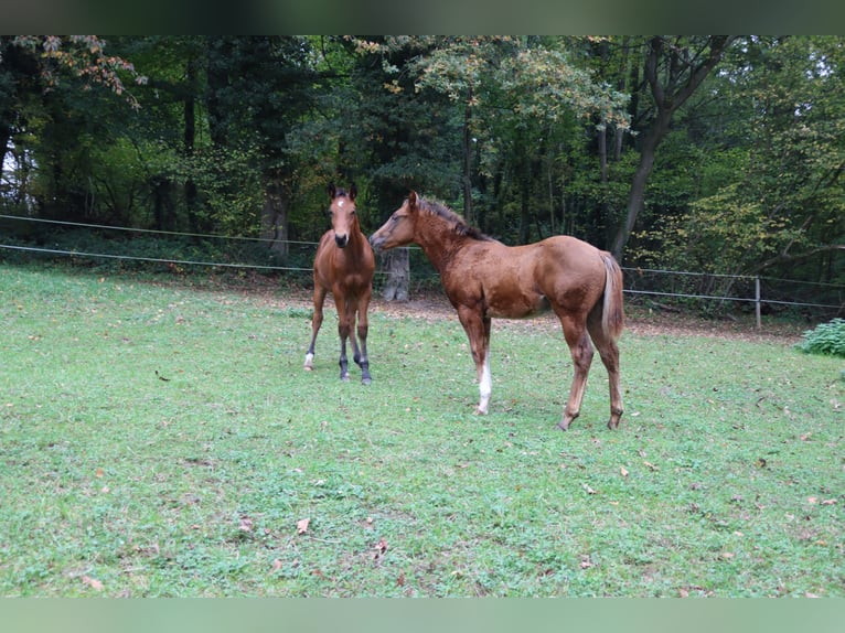 American Quarter Horse Stallion 1 year 14.3 hh Chestnut in Neuwied