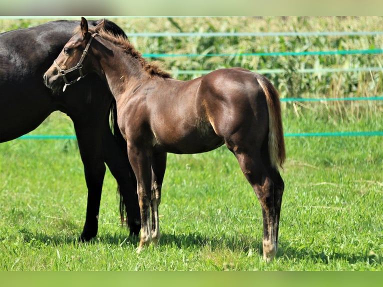 American Quarter Horse Stallion 1 year 14,3 hh Chestnut in Vilsheim