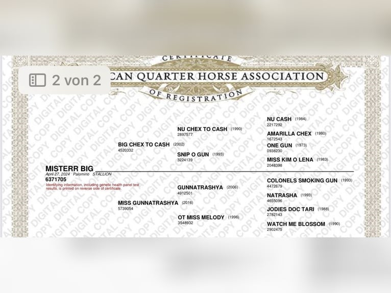 American Quarter Horse Stallion 1 year 14,3 hh Palomino in Haren