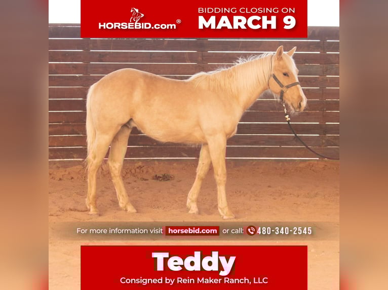 American Quarter Horse Stallion 1 year 14 hh Palomino in Purcell