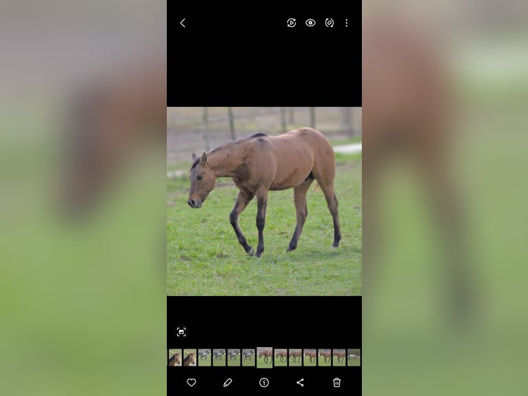 American Quarter Horse Stallion 1 year 14,1 hh Dun in Kirchberg