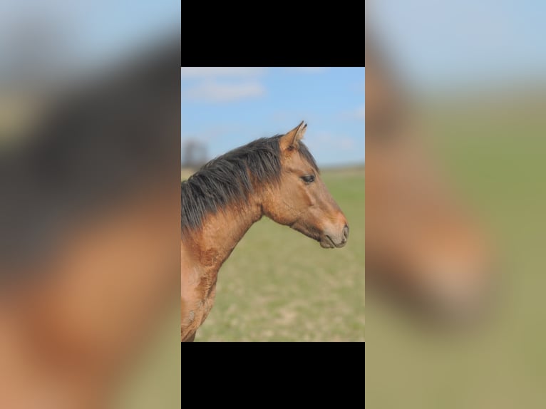 American Quarter Horse Stallion 1 year 14,1 hh Dun in Kirchberg