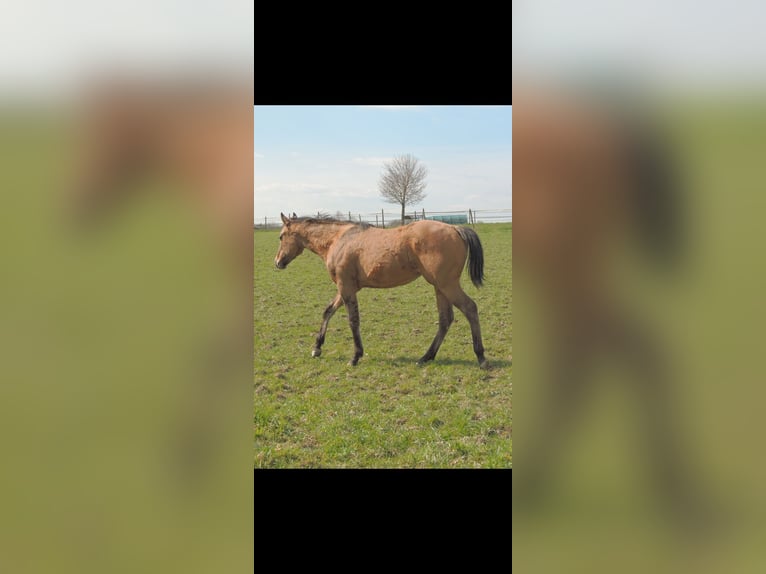 American Quarter Horse Stallion 1 year 14,1 hh Dun in Kirchberg