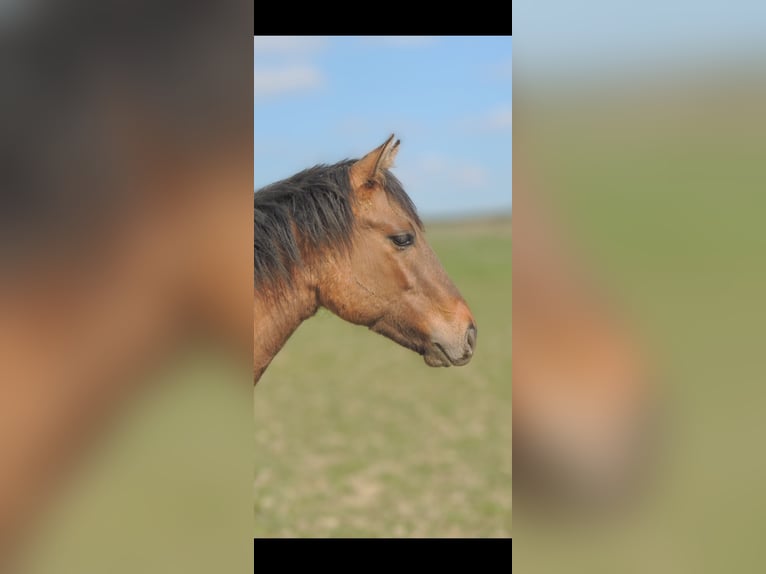 American Quarter Horse Stallion 1 year 14,1 hh Dun in Kirchberg