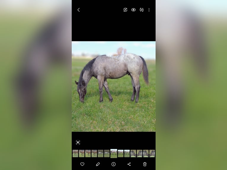 American Quarter Horse Stallion 1 year 14,1 hh Roan-Blue in Kirchberg