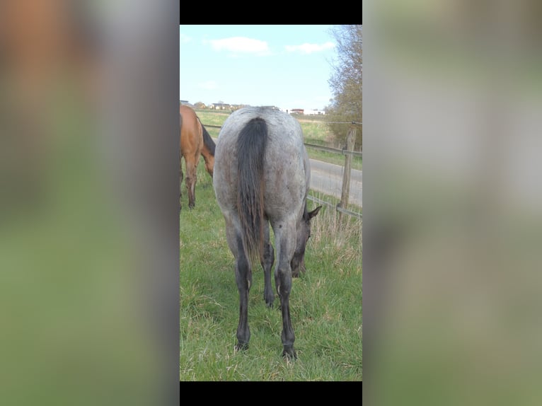 American Quarter Horse Stallion 1 year 14,1 hh Roan-Blue in Kirchberg