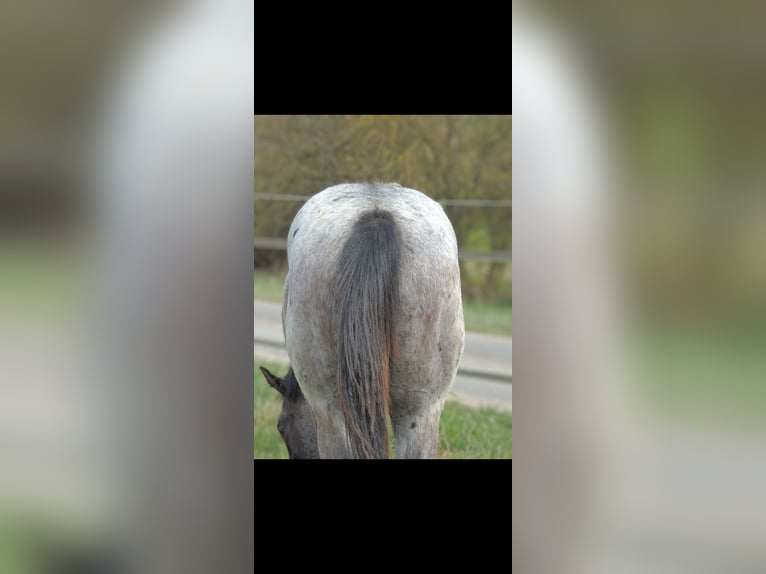 American Quarter Horse Stallion 1 year 14,1 hh Roan-Blue in Kirchberg