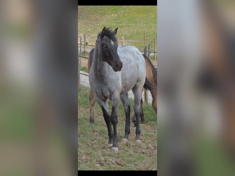 American Quarter Horse Stallion 1 year 14,1 hh Roan-Blue in Kirchberg