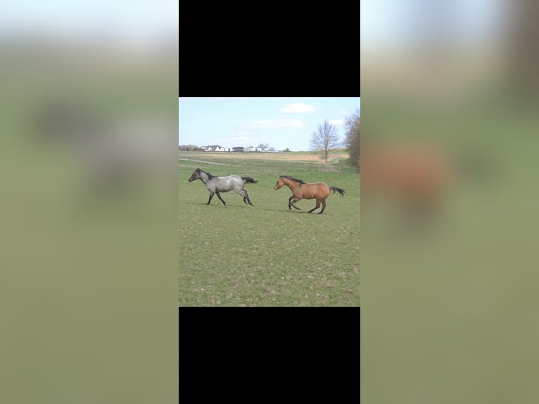 American Quarter Horse Stallion 1 year 14,1 hh Roan-Blue in Kirchberg