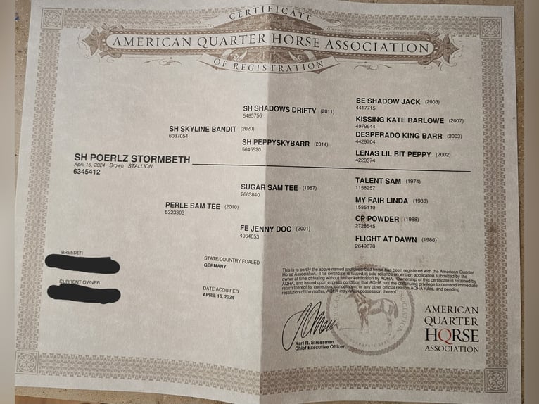 American Quarter Horse Stallion 1 year 14,2 hh Bay-Dark in Steinen
