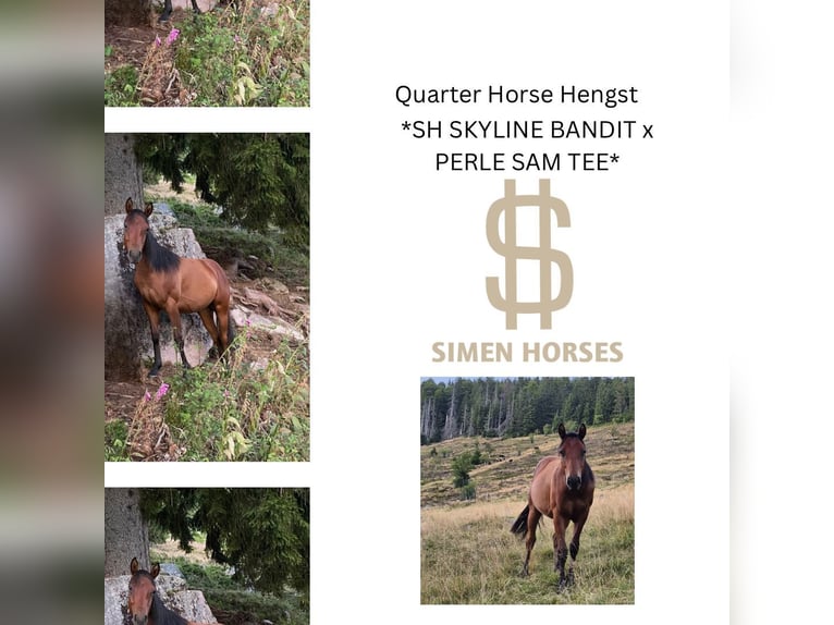 American Quarter Horse Stallion 1 year 14,2 hh Bay-Dark in Steinen