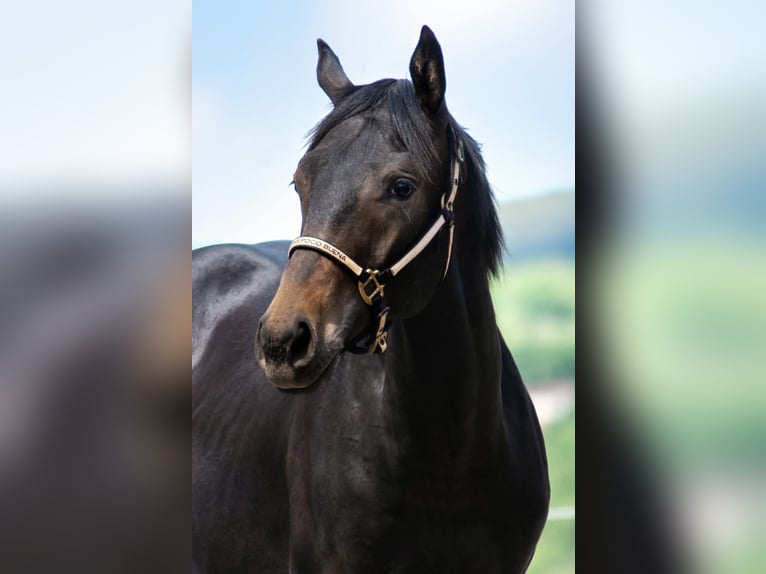 American Quarter Horse Stallion 1 year 14,2 hh Bay-Dark in Rudolstadt