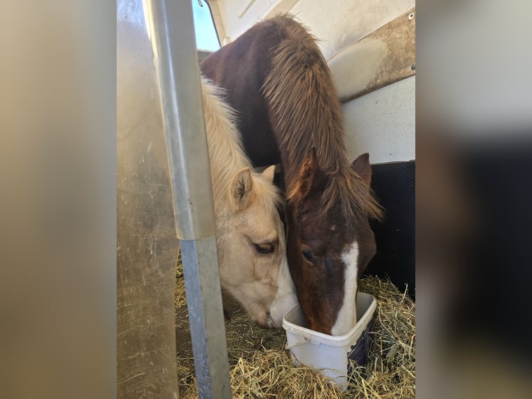 American Quarter Horse Stallion 1 year 14,2 hh Brown in Betekom