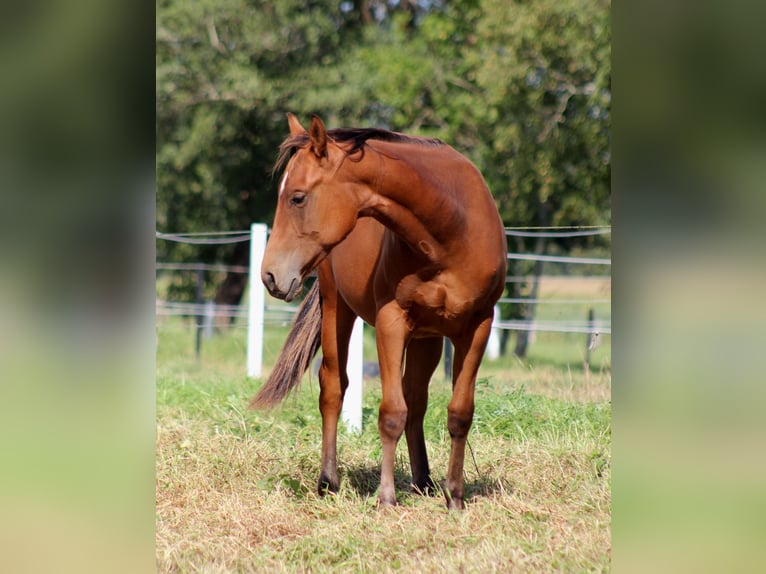 American Quarter Horse Stallion 1 year 14,2 hh Brown in Stade