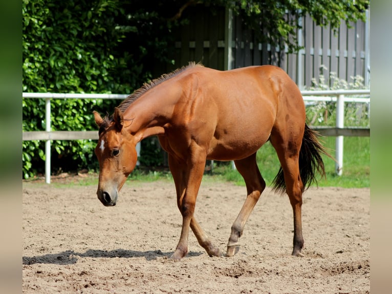 American Quarter Horse Stallion 1 year 14,2 hh Brown in Stade