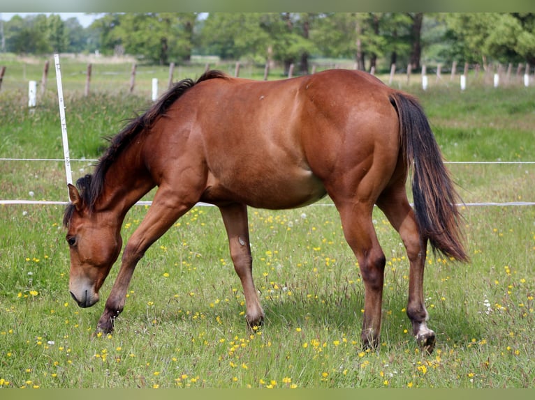 American Quarter Horse Stallion 1 year 14,2 hh Brown in Stade