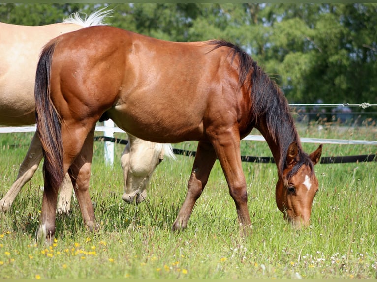 American Quarter Horse Stallion 1 year 14,2 hh Brown in Stade