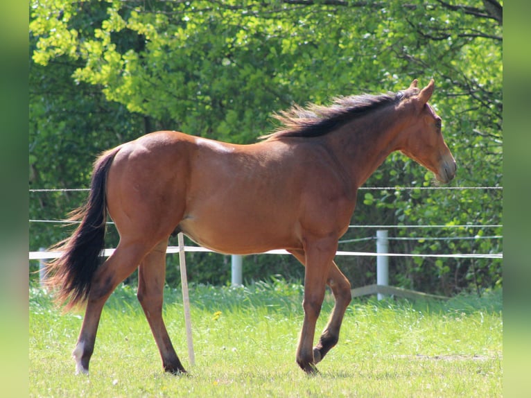 American Quarter Horse Stallion 1 year 14,2 hh Brown in Stade