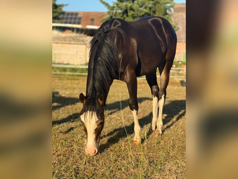 American Quarter Horse Stallion 1 year 14,2 hh Brown in Bad W&#xFC;nnenberg