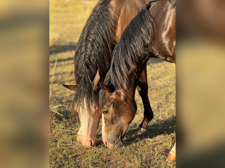 American Quarter Horse Stallion 1 year 14,2 hh Brown in Bad W&#xFC;nnenberg