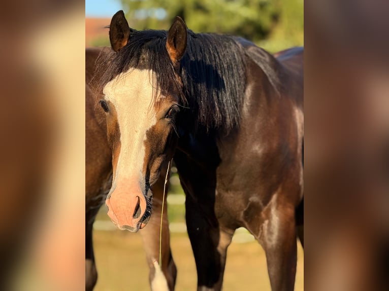 American Quarter Horse Stallion 1 year 14,2 hh Brown in Bad W&#xFC;nnenberg
