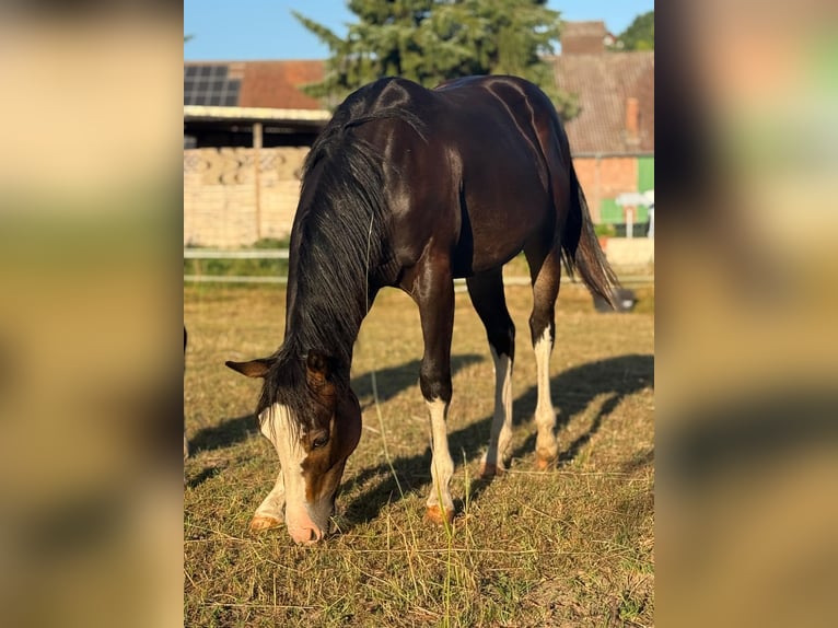 American Quarter Horse Stallion 1 year 14,2 hh Brown in Bad W&#xFC;nnenberg
