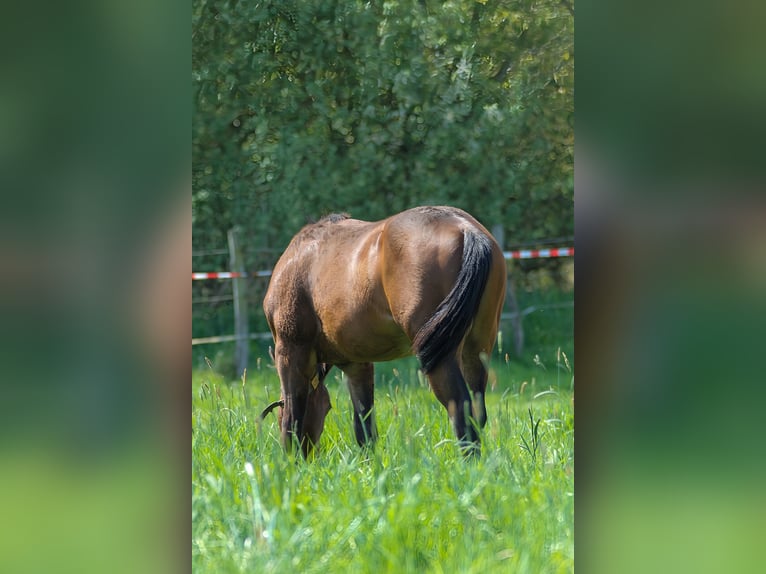 American Quarter Horse Stallion 1 year 14,2 hh Brown in Celle