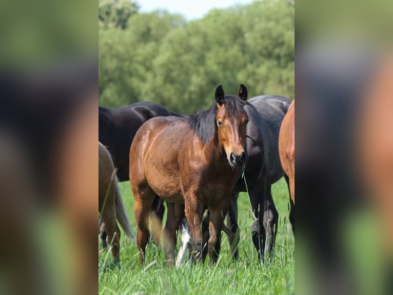 American Quarter Horse Stallion 1 year 14,2 hh Brown in Celle