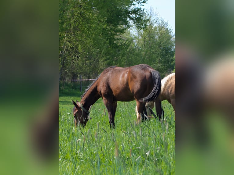 American Quarter Horse Stallion 1 year 14,2 hh Brown in Celle