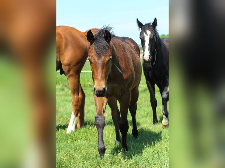 American Quarter Horse Stallion 1 year 14,2 hh Brown in Celle