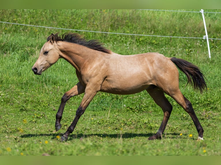 American Quarter Horse Stallion 1 year 14,2 hh Buckskin in Dietenheim
